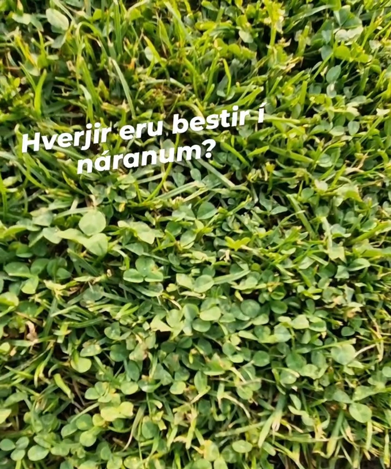 Svona var grasið á vellinum.
