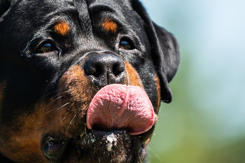 Líkir Liverpool við Rottweiler hunda