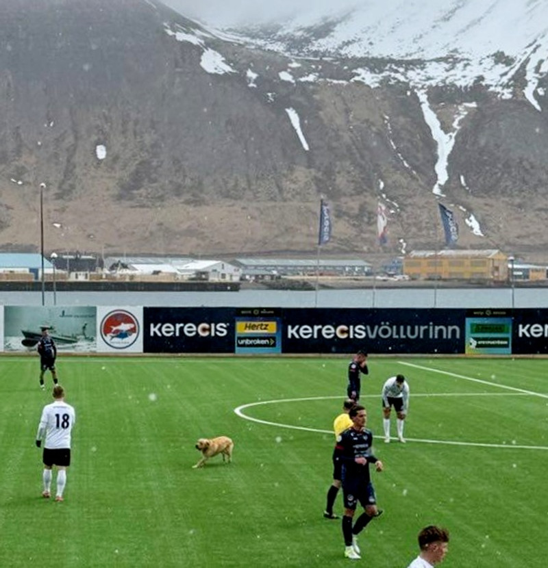 Hundurinn skoðar völlinn í snjókomunni í dag.